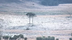 Geada intensa marca sexta-feira gelada em SC após neve na Serra