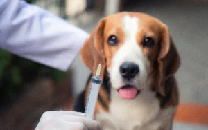 Vacinação antirrábica em cães e gatos deve ser agendada em Várzea Paulista+