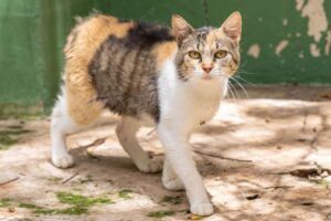 Mutirão descentralizado de castração atenderá moradores do bairro do Retiro e região