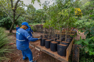 Jundiaí amplia arborização urbana e realiza plantio de mais de 2 mil árvores em 2025