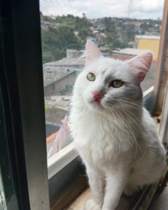 Dia 25 tem Feira de Adoção de Animais no Maxi Shopping