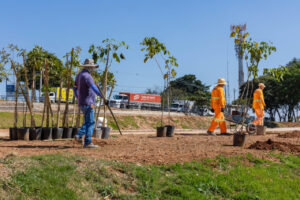 Praça na região do Retiro recebe plantio de ipês e ganha novo visual