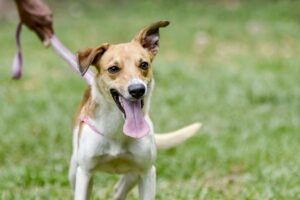 Castra+ São Paulo chega a Jundiaí para somar ações de bem-estar animal e castrações gratuitas