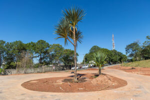 Transplante de planta ornamental marca nova etapa da revitalização da Praça Parque dos Ipês, no Retiro