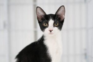 Mutirão do DEBEA castra e microchipa 114 gatos durante o Mês do Meio Ambiente