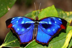 4º Colóquio Científico debate Ecologia Visual na Serra do Japi em Jundiaí