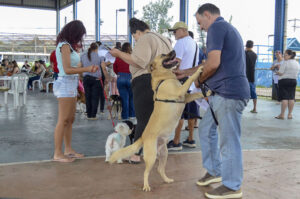 Mutirão de Castração abre inscrições para cães e gatos em Várzea Paulista