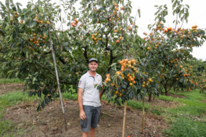 Safra de caqui reforça força do agronegócio de Jundiaí com 100 mil caixas comercializadas por mês