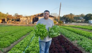 Frio e produção rural: entenda como o inverno influencia as lavouras de Jundiaí