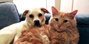 Prefeitura de Várzea  Paulista abre inscrições para mutirão de castração de cães e gatos