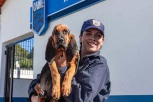 Canil da GM de Jundiaí recebe o cão K9 Kronos, especializado em busca de pessoas desaparecidas