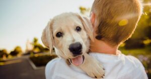 Cães conseguem distinguir emoções humanas, revela estudo