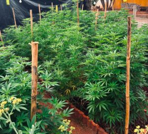 JUSTIÇA MANDA PRENDER TRÊS APÓS POLÍCIA DESCOBRIR CHÁCARA COM 571 PÉS DE CANNABIS EM ITUPEVA