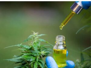 Cannabis medicinal ganha espaço no tratamento da endometriose