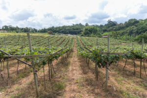 Produtores rurais habilitados para subvenção agrícola devem assinar termo de compromisso até 4 de setembro
