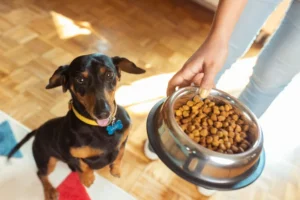 Ração específica para cada raça ajuda a atender necessidades dos pets