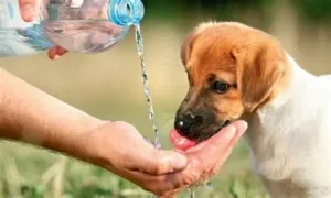 Período seco exige cuidados extras com a saúde de cães e gatos