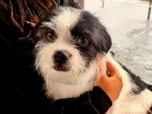 Cebea de Várzea Paulista realiza castração de 400 cães e gatos