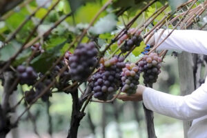 Jundiaí destina R$ 1,5 milhão a produtores que investem em preservação ambiental